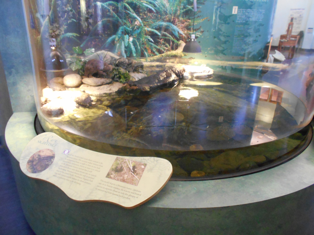 Pacific pond turtle exhibit and mountain beaver interpretive