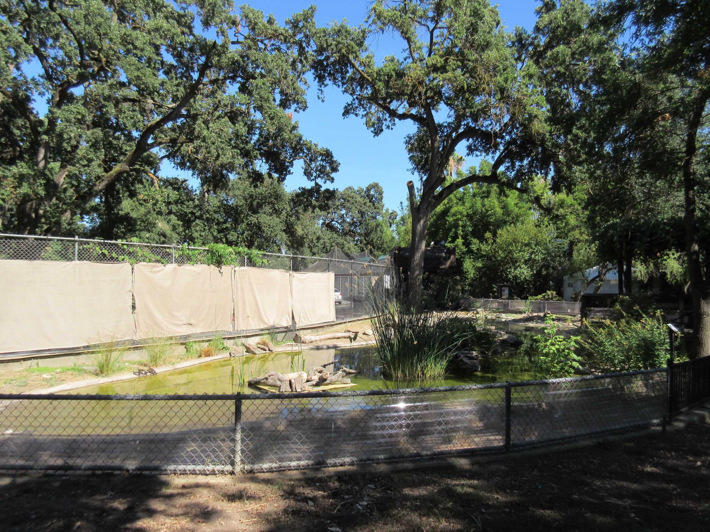 Pacific Pond Turtle Exhibit