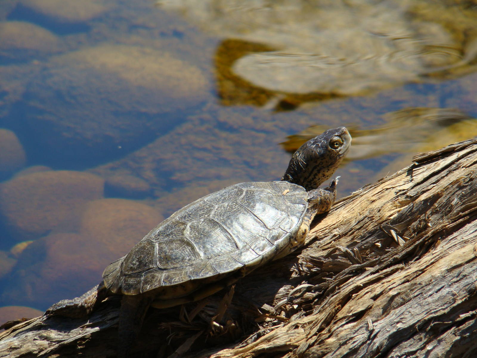 Pacific Pond Turtle