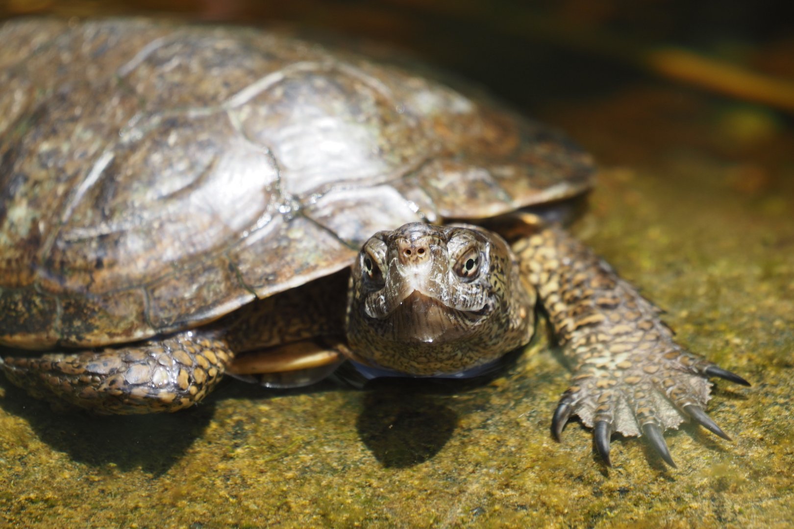 Pacific pond turtle