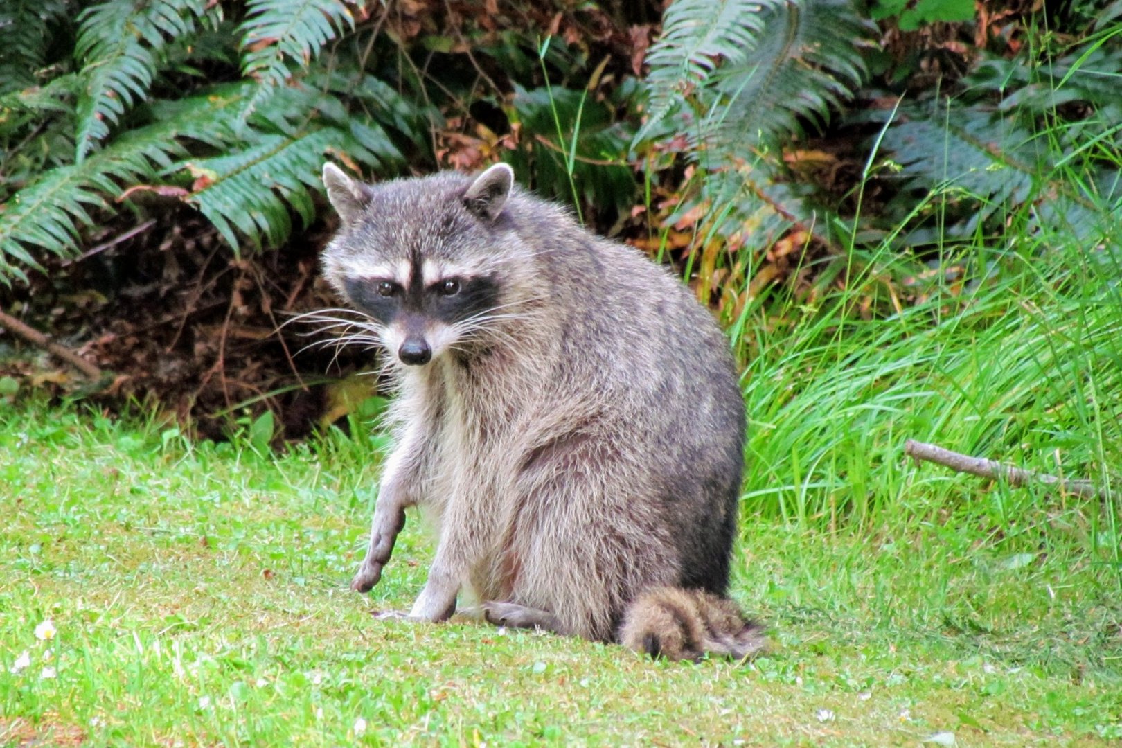 Pacific Raccoon