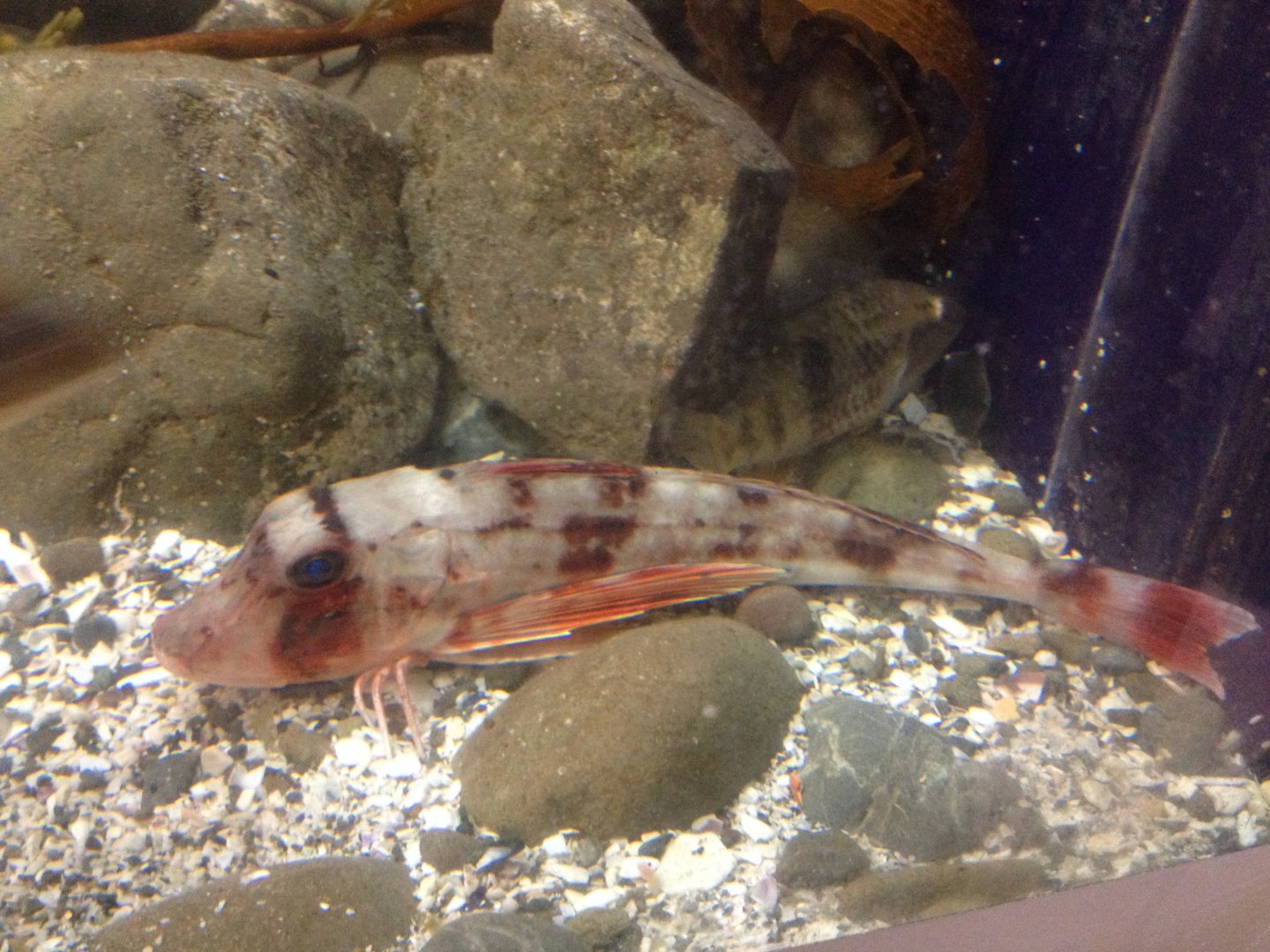 Pacific Red Gurnard (Chelidonichthys kumu)