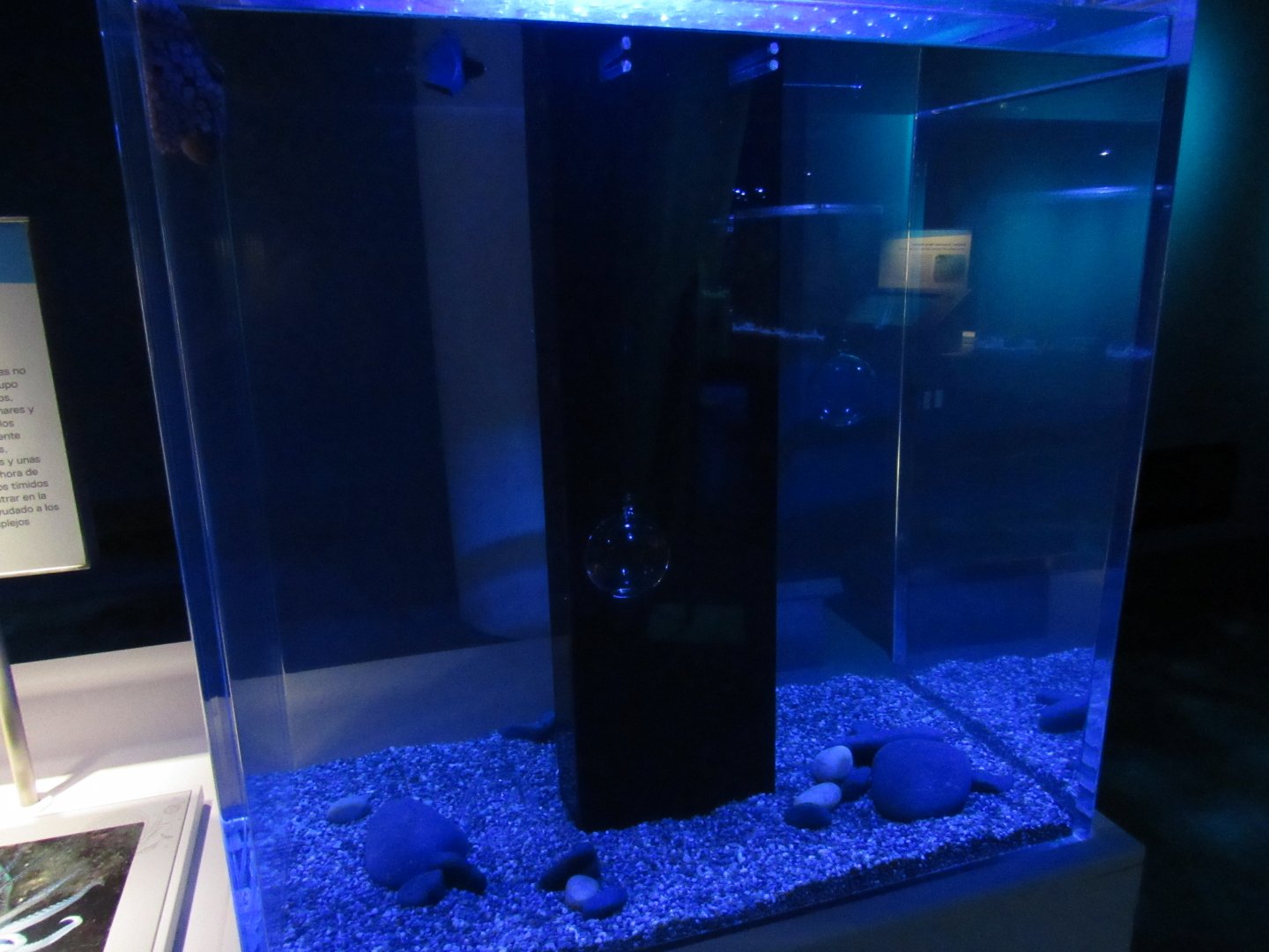 Pacific red octopus tank