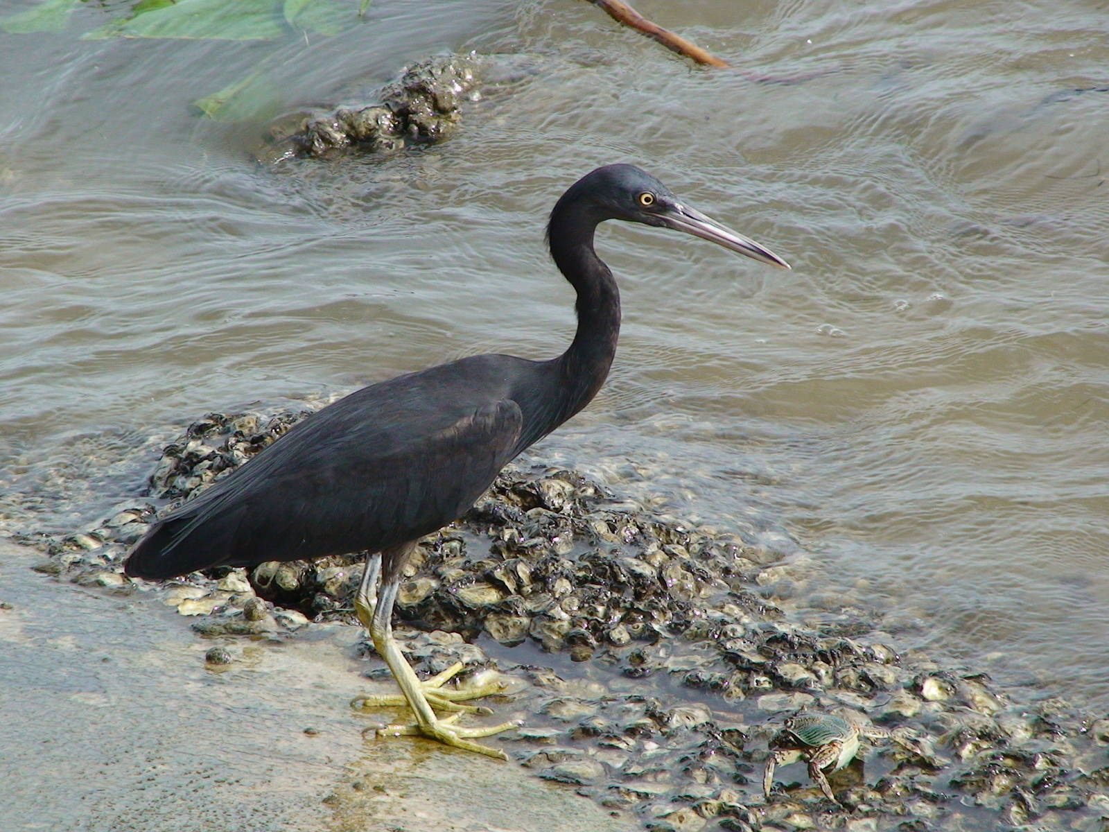Pacific reef egret