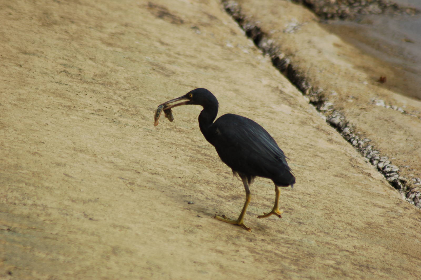 Pacific reef egret