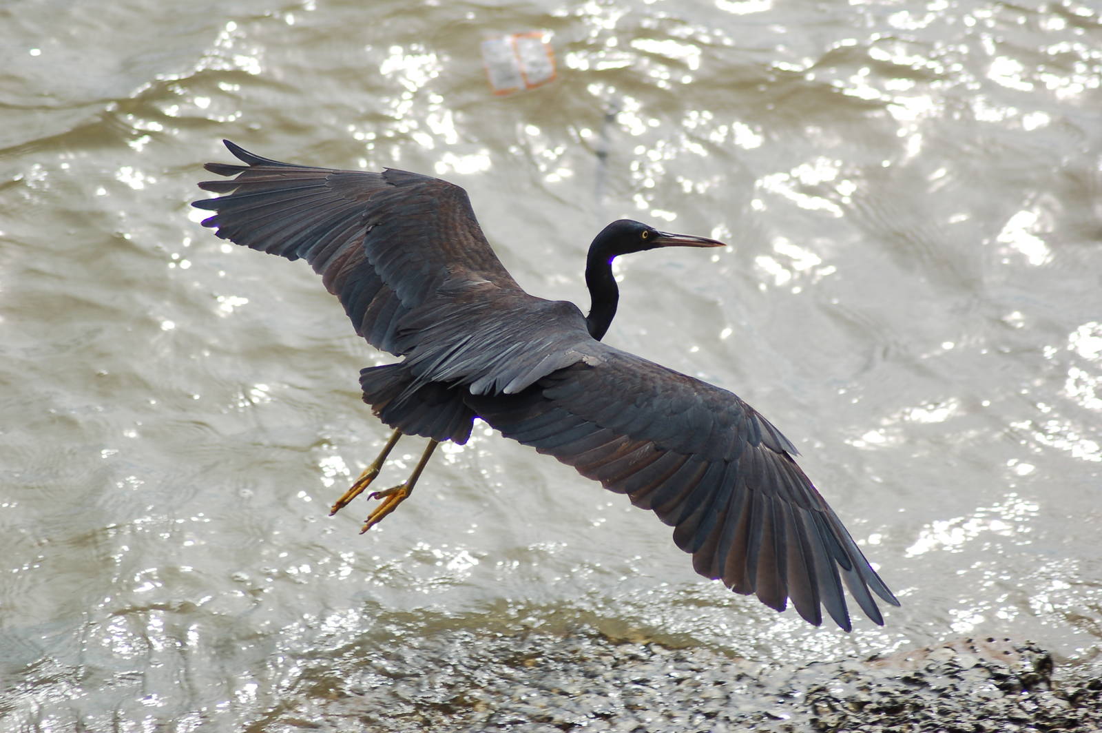 Pacific reef egret