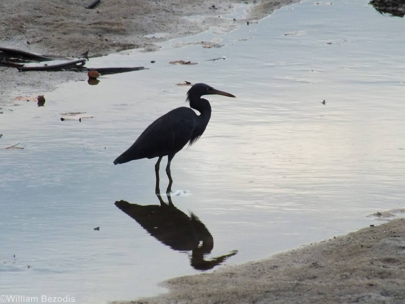 Pacific Reef-egret