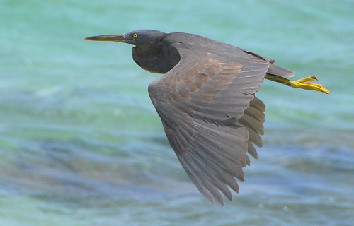 Pacific reef heron -- Cook Islands