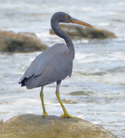Pacific reef heron -- Cook Islands