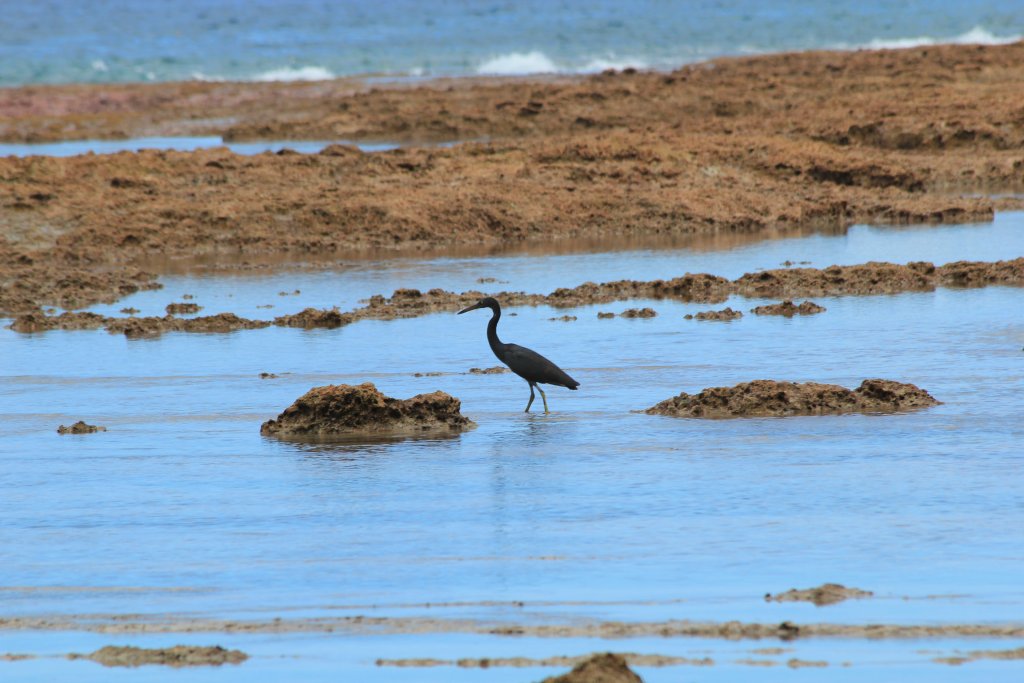Pacific Reef Heron - dark phase