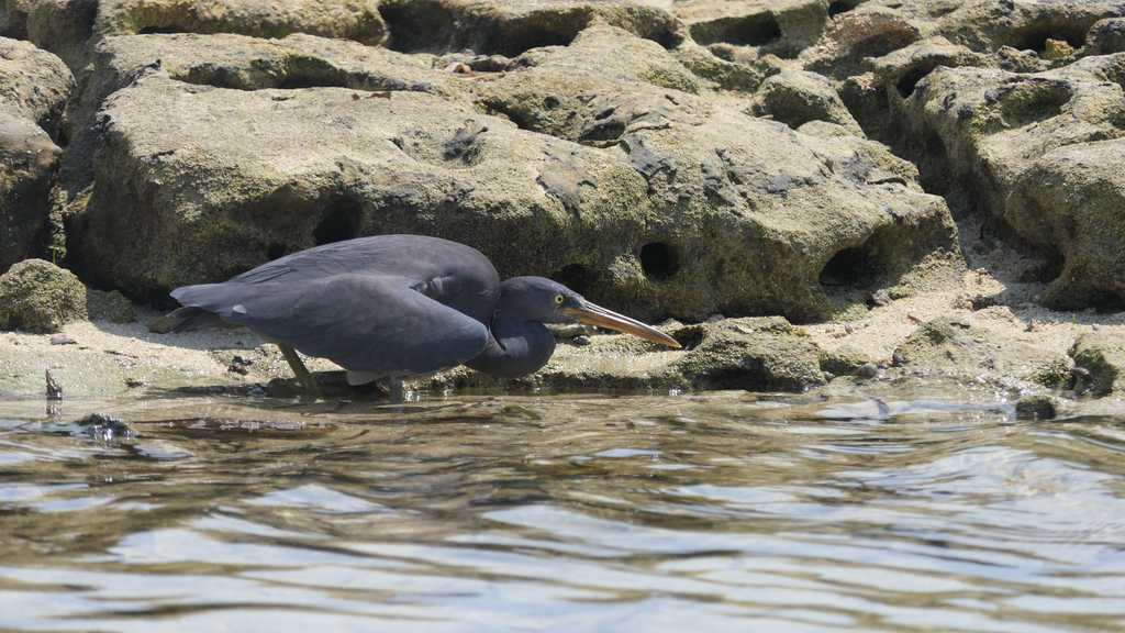 Pacific Reef-Heron - Green Island
