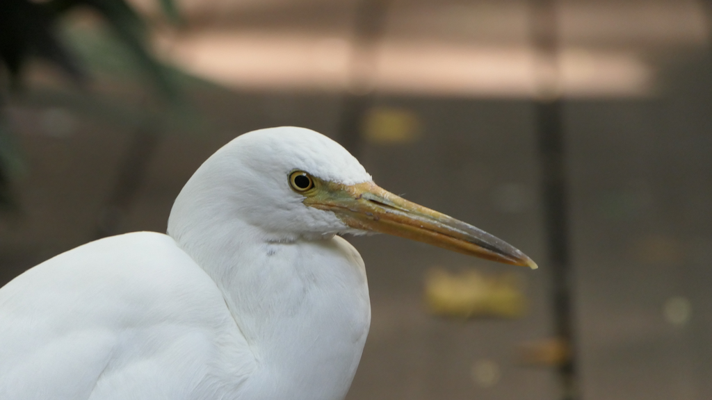 Pacific Reef-Heron - Green Island
