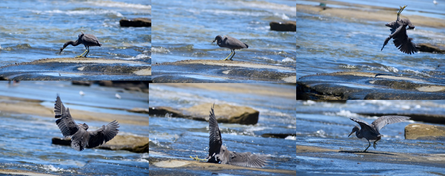Pacific Reef Heron hunting crab
