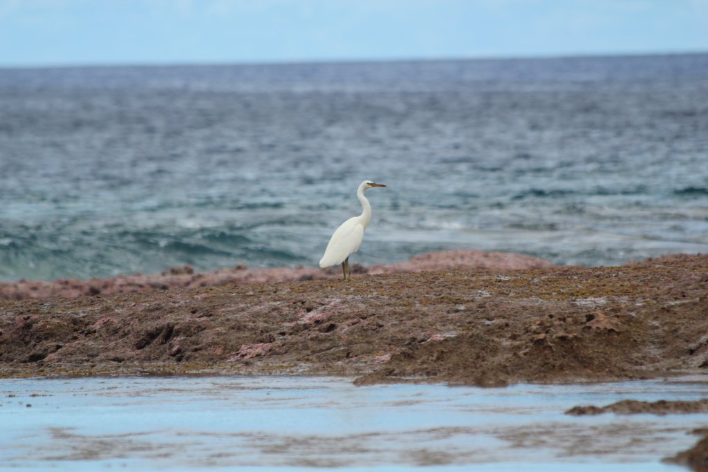 Pacific Reef Heron - light phase