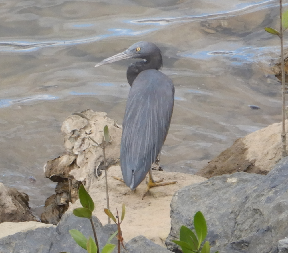 Pacific Reef-Heron