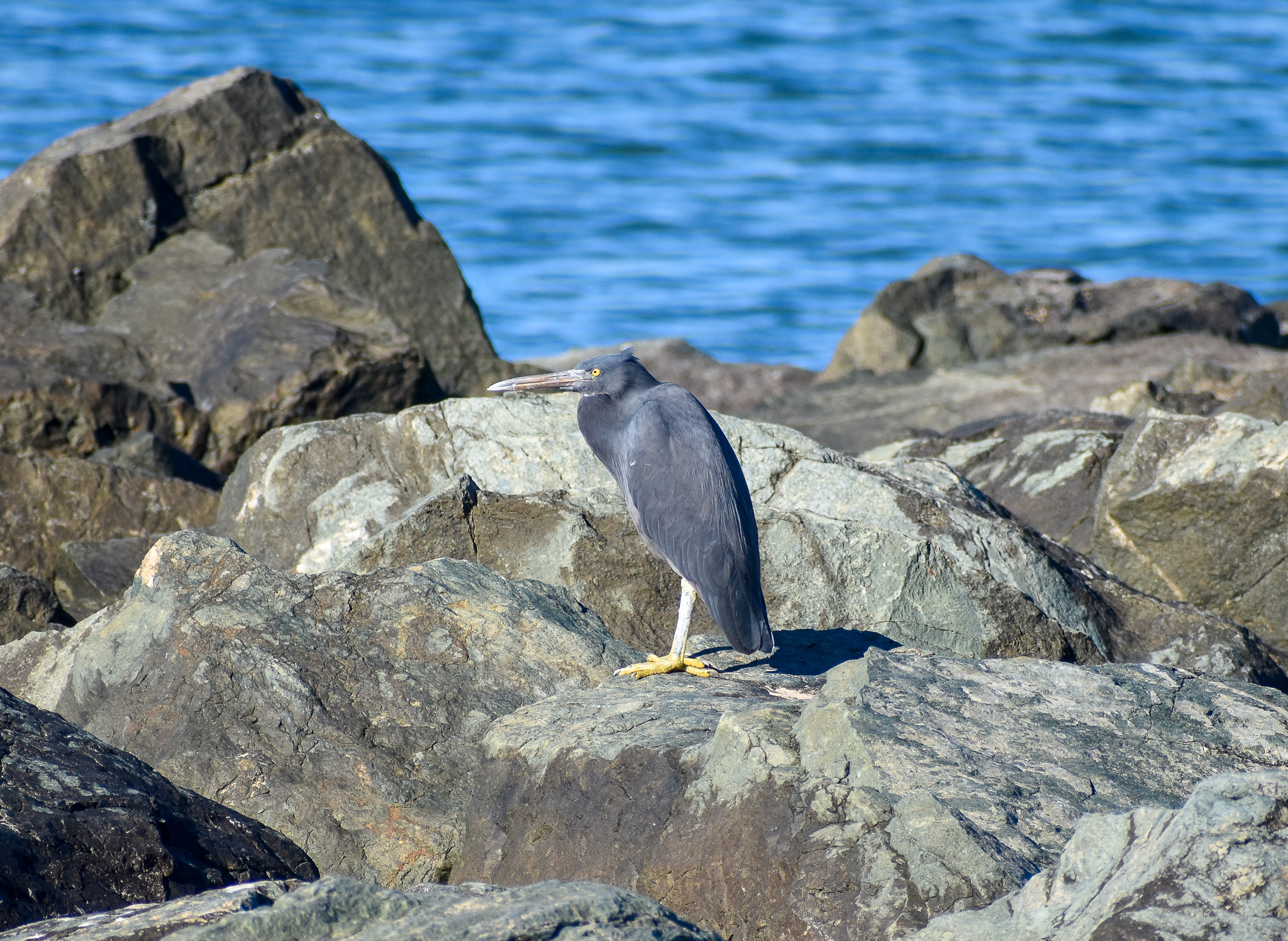 Pacific Reef Heron