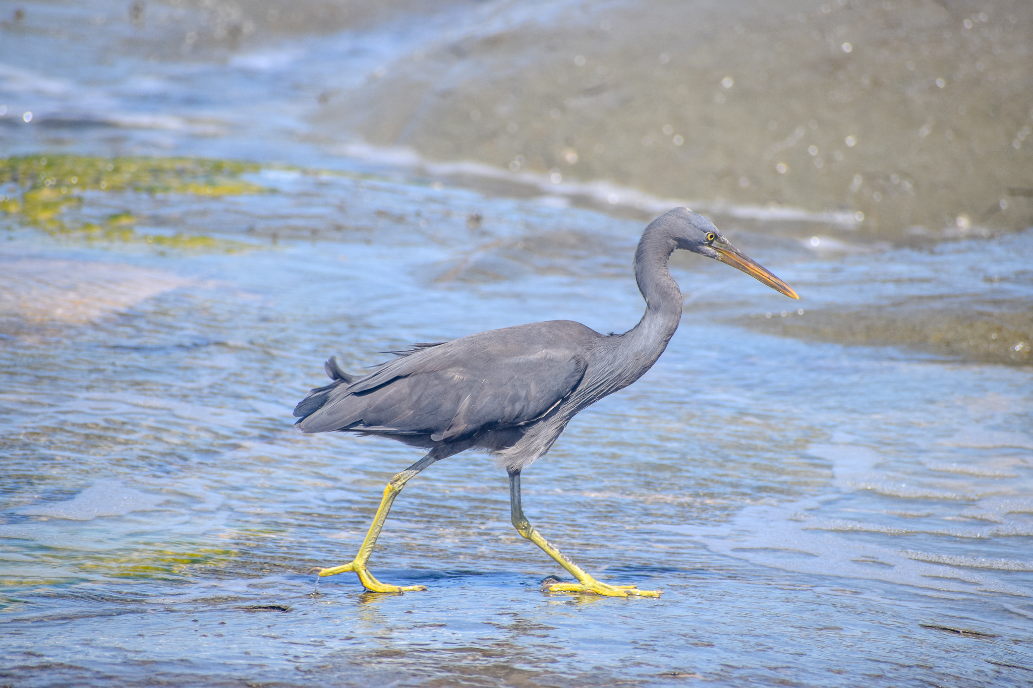 Pacific Reef Heron