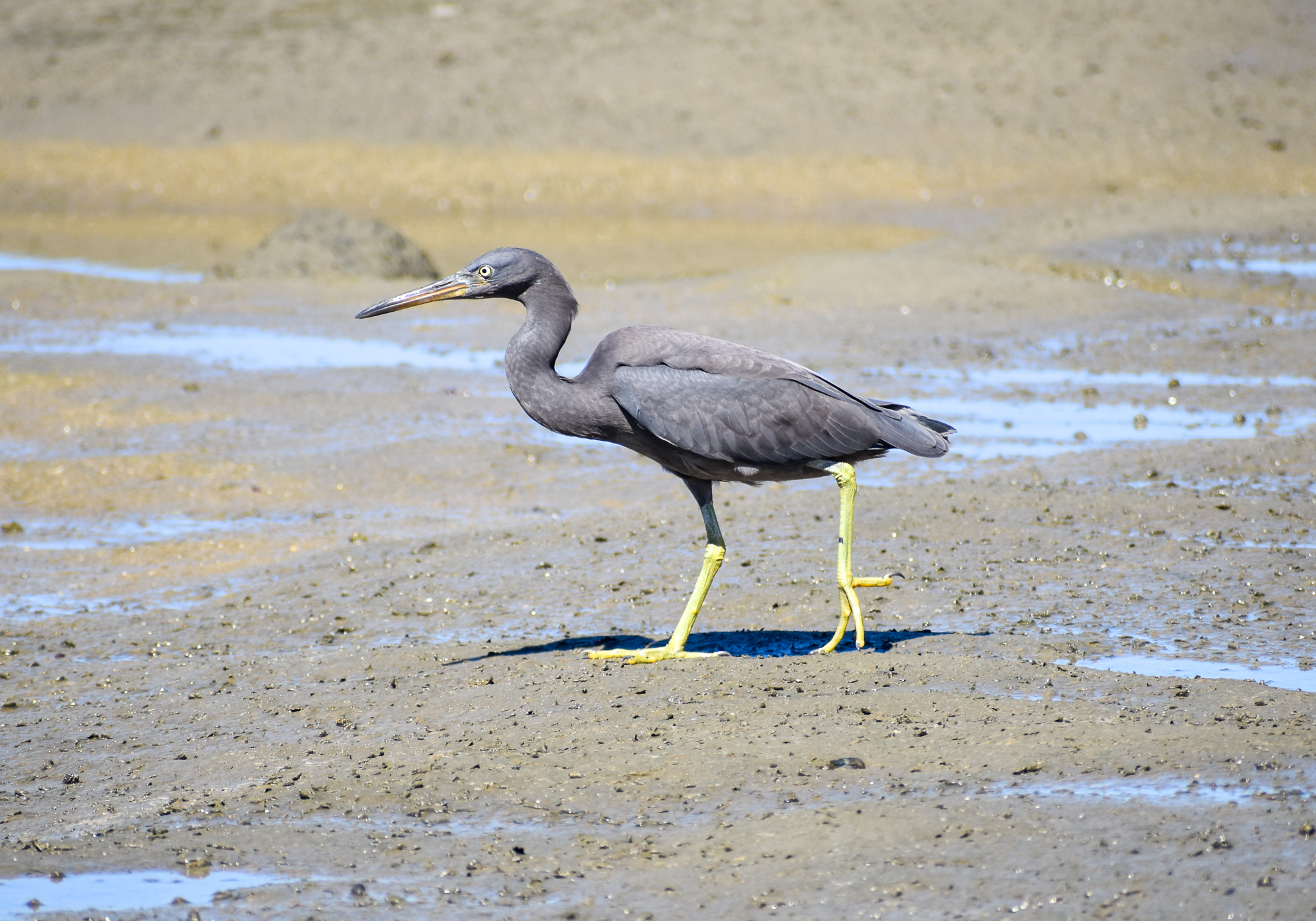 Pacific Reef Heron
