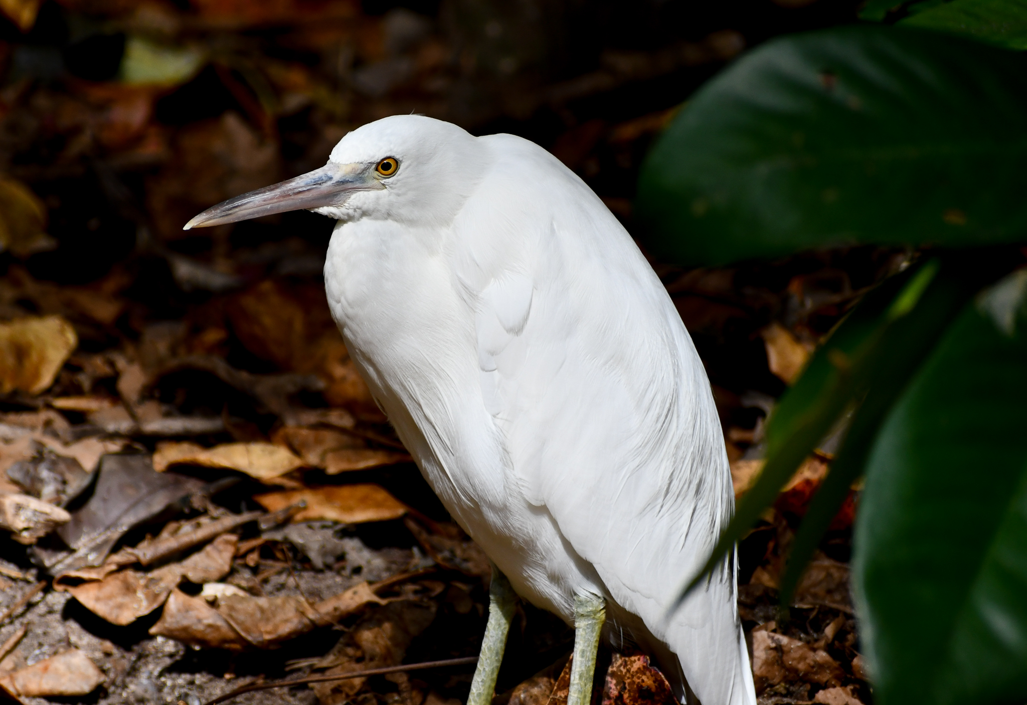 Pacific Reef Heron