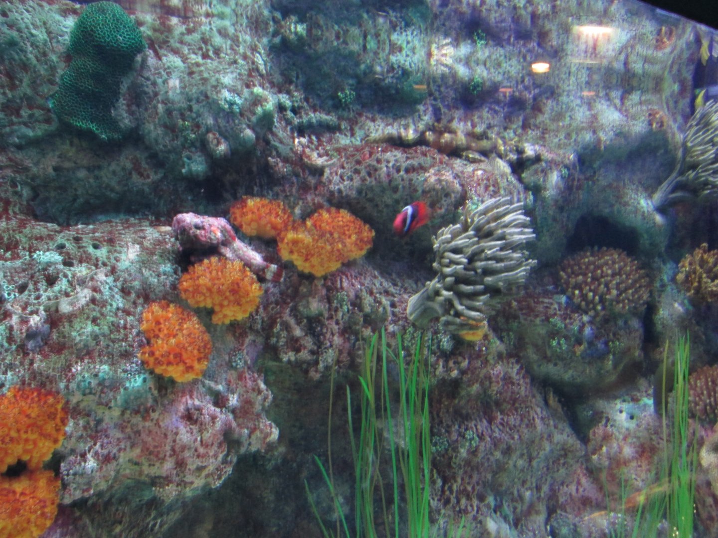 pacific reef mixed species