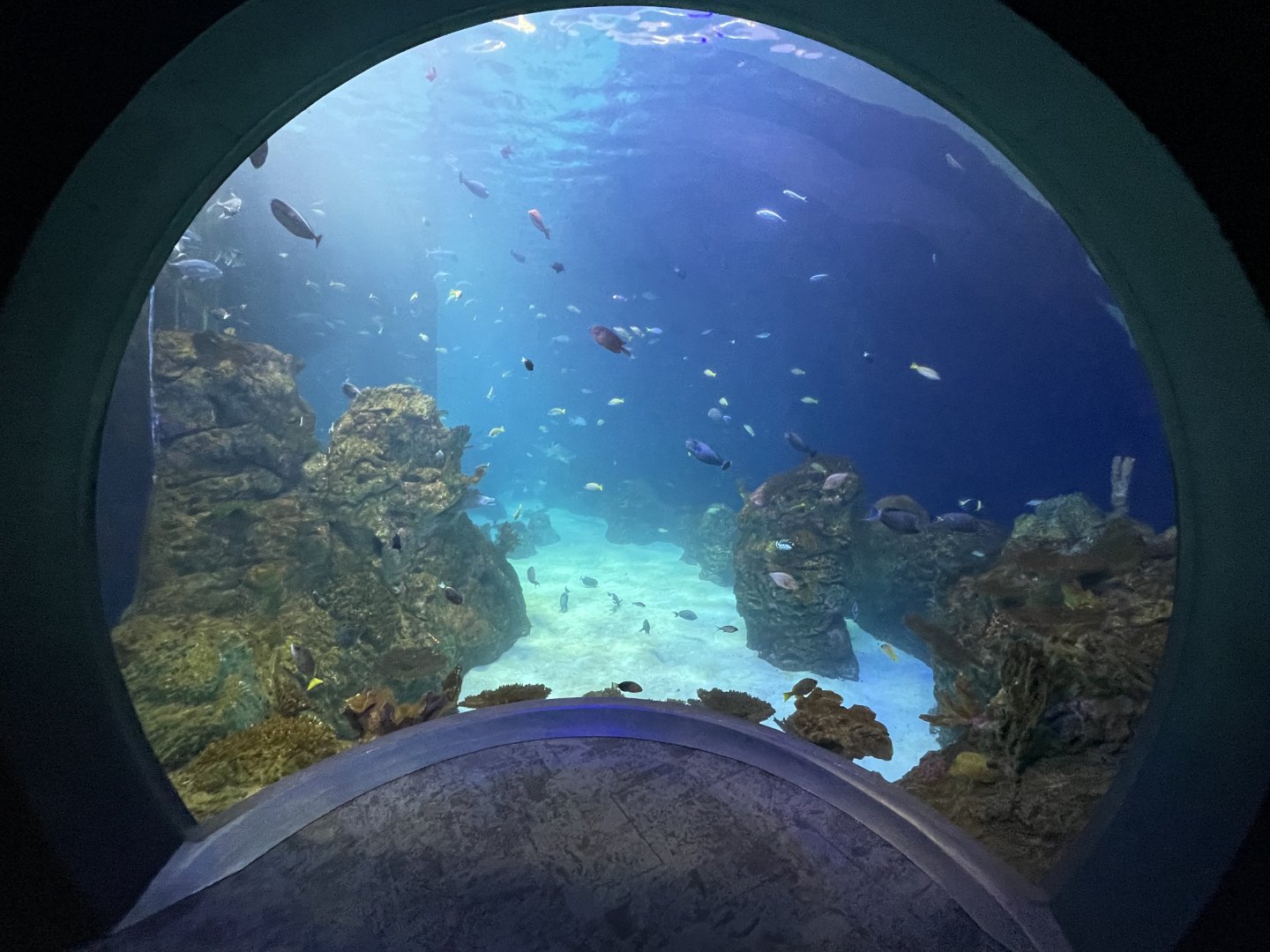 Pacific Reef Tank Bubble View