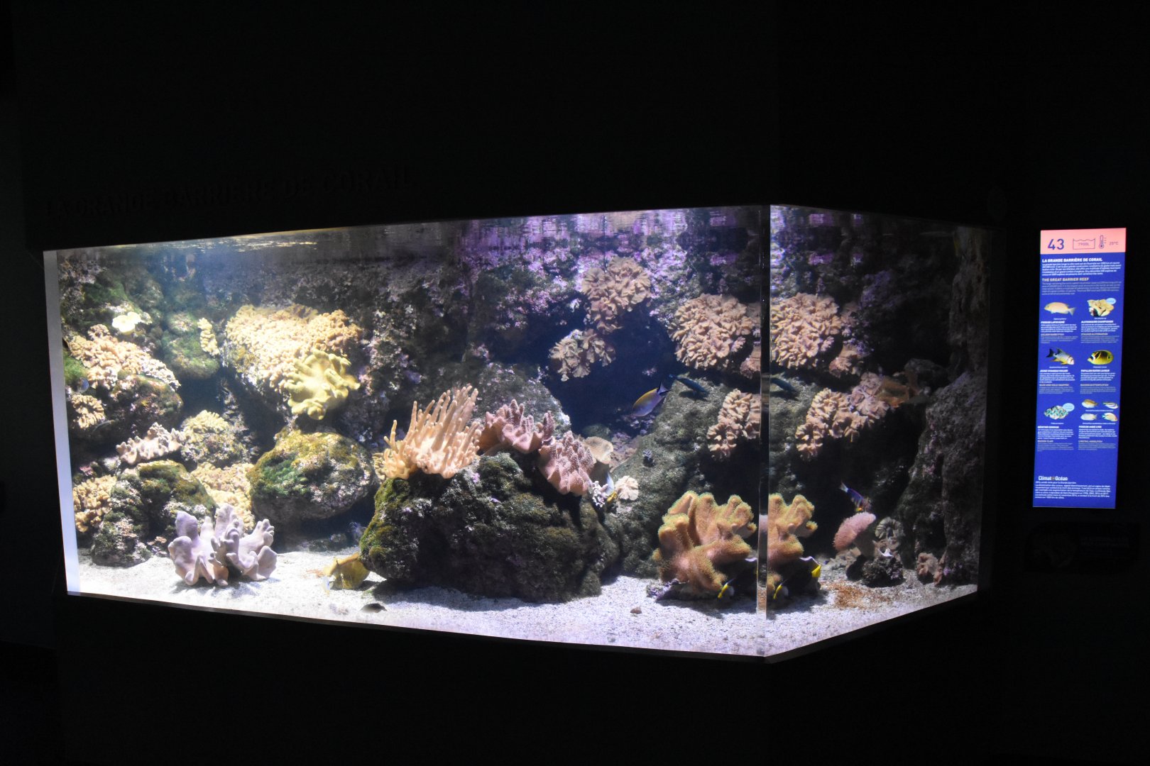 Pacific reef tank example