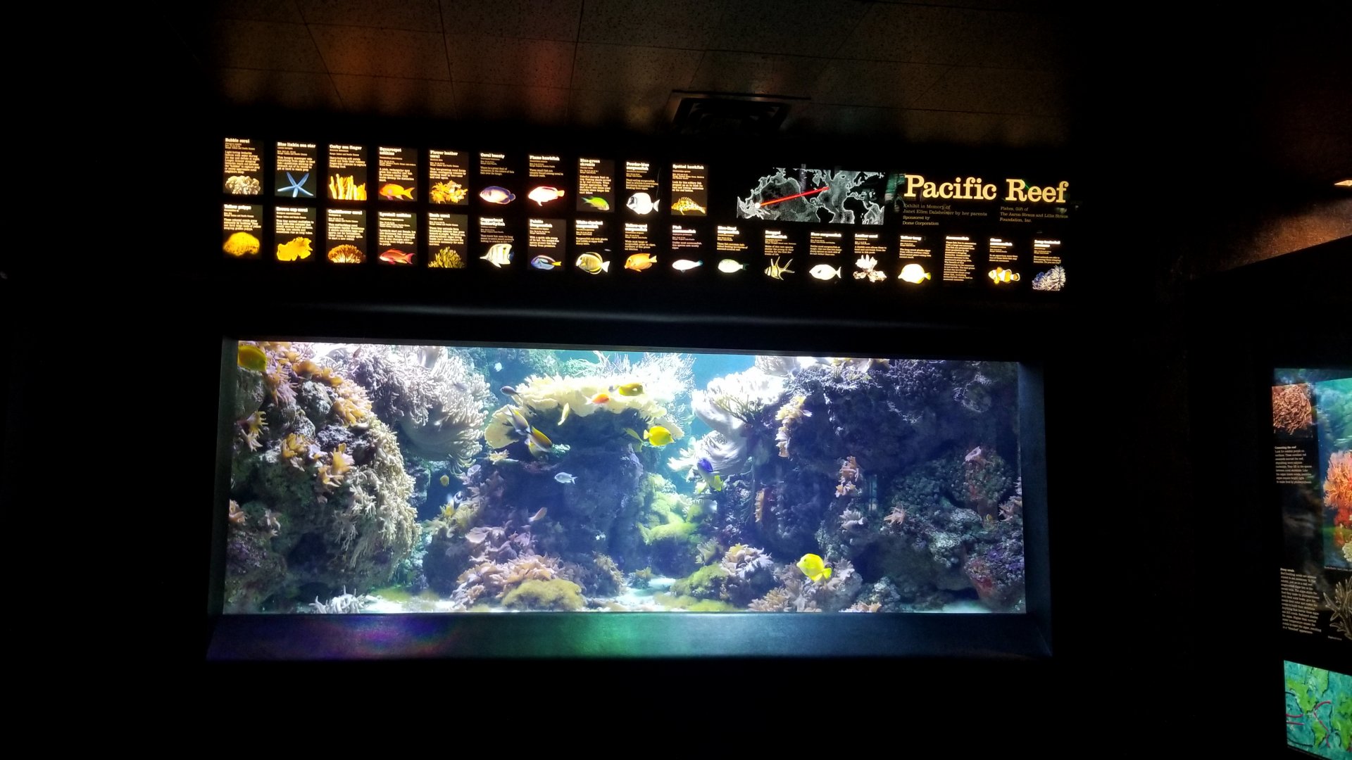 Pacific Reef tank