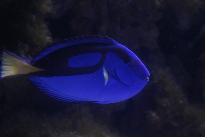 Pacific regal blue tang (Paracanthurus hepatus)