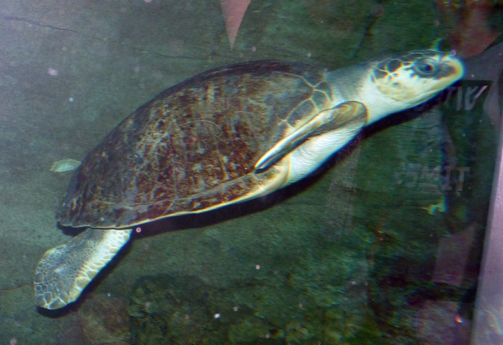 Pacific ridley turtle (Lepidochelys olivacea)