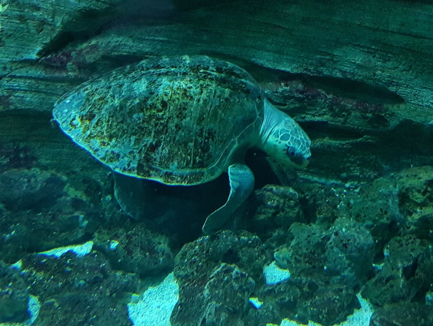 Pacific ridley turtle