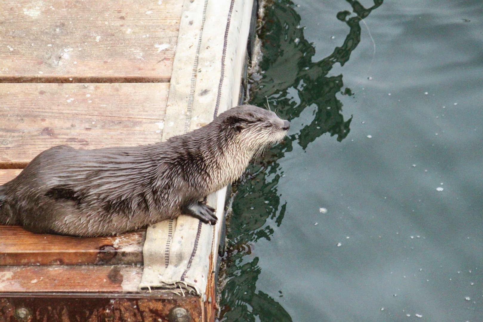 Pacific River Otter
