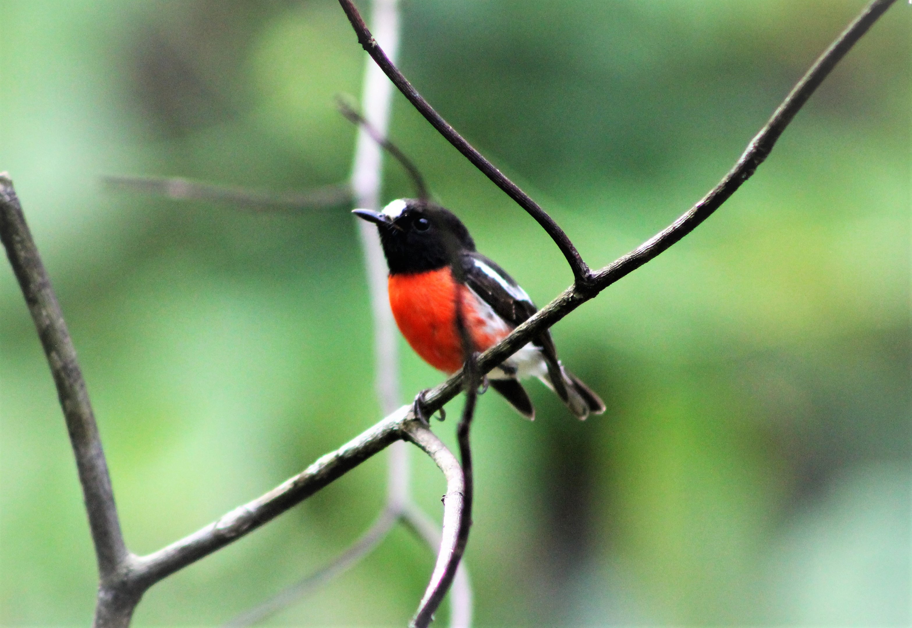 Pacific Robin (Petroica multicolor pusilla)