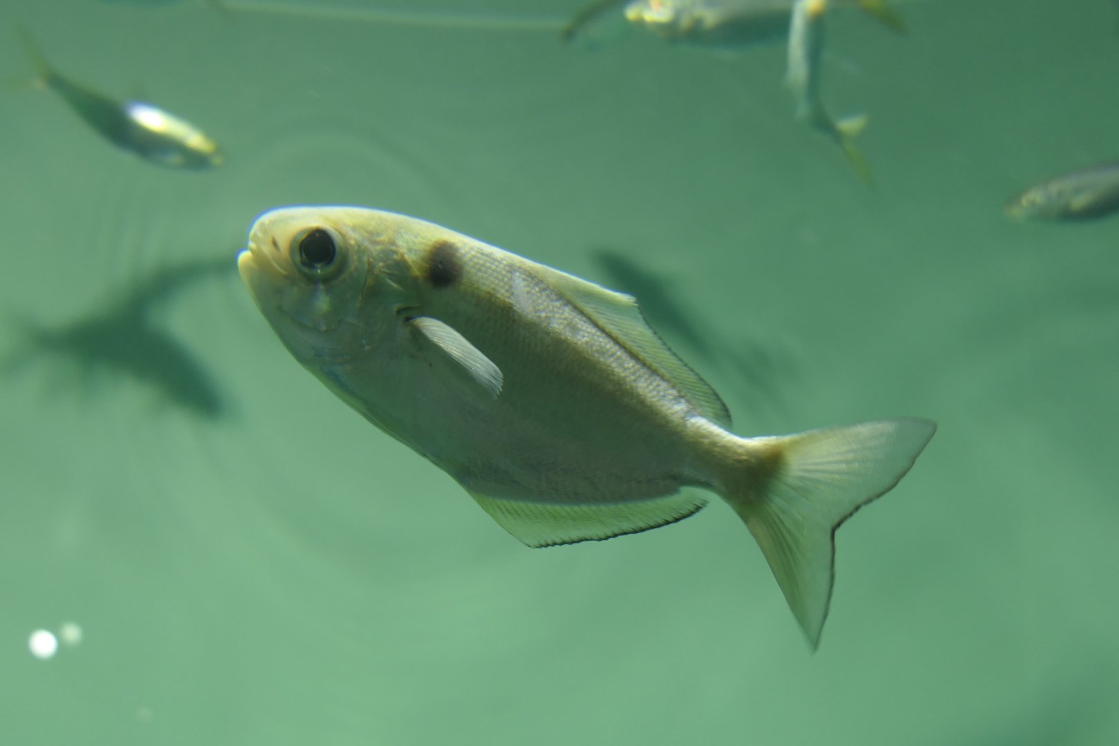 Pacific Rudderfish (Psenopsis anomala)