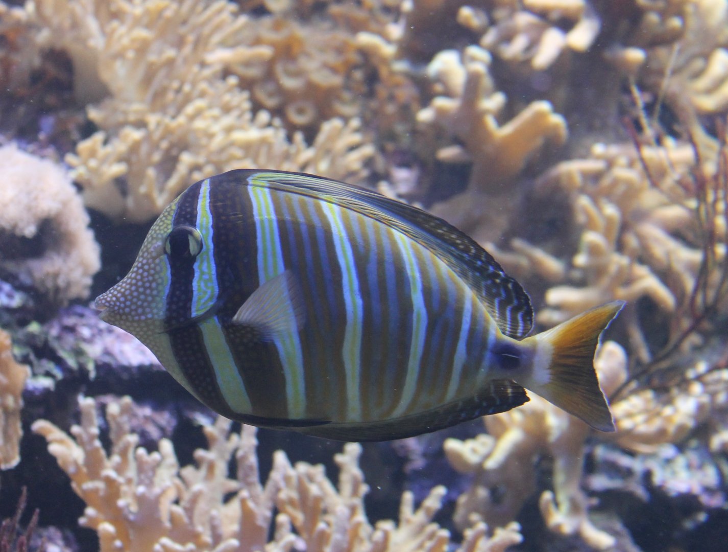 Pacific sailfin surgeonfish - Zebrasoma veliferum