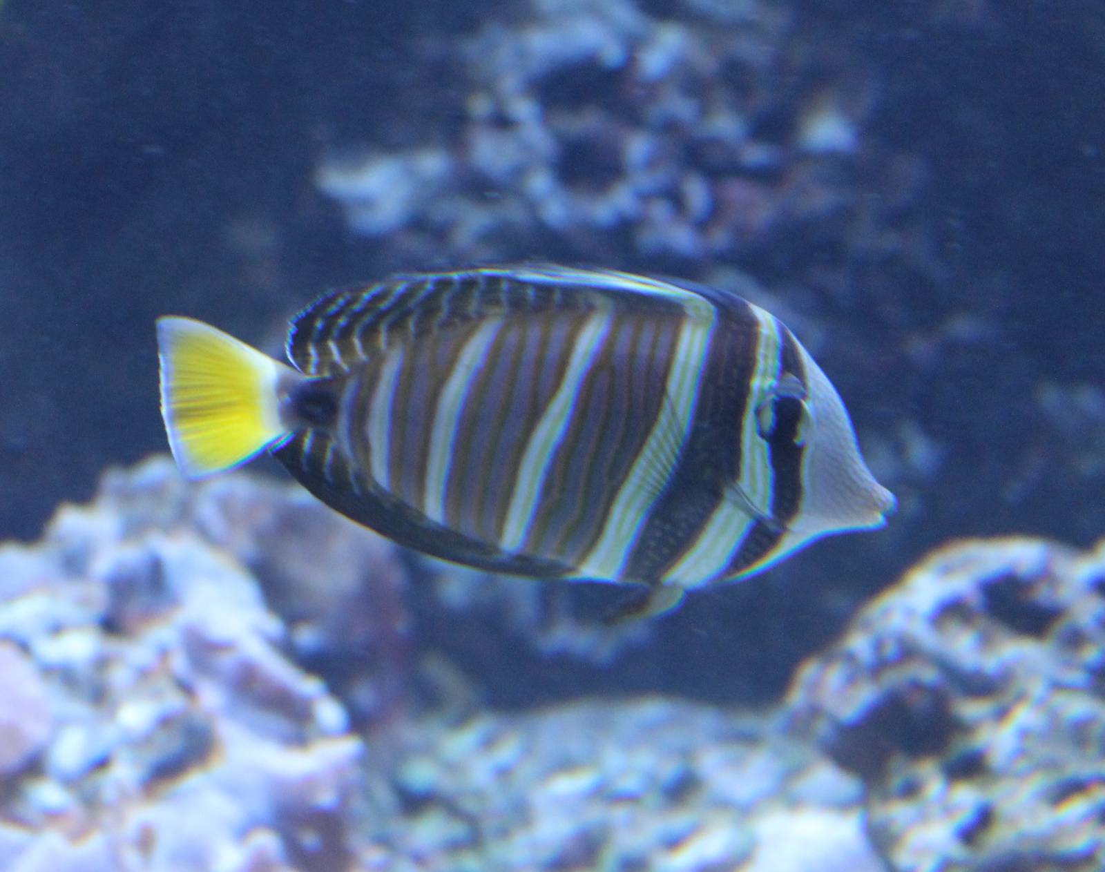 Pacific sailfin surgeonfish