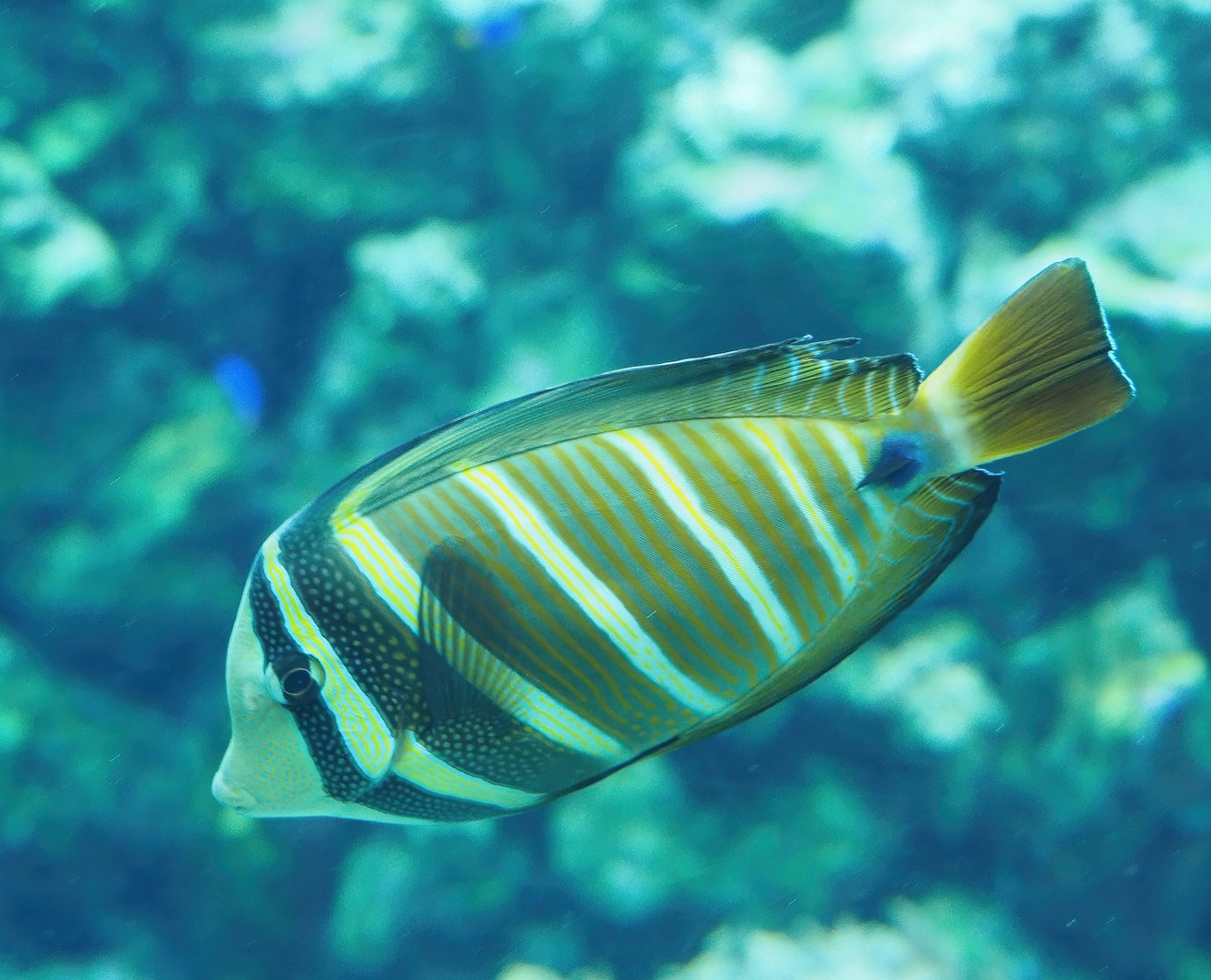 Pacific sailfin tang (Zebrasoma velifer), 2022-10-29
