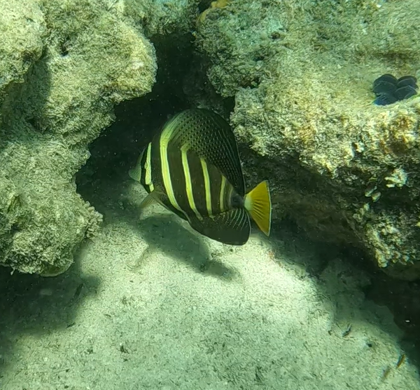 Pacific Sailfin Tang (Zebrasoma velifer)