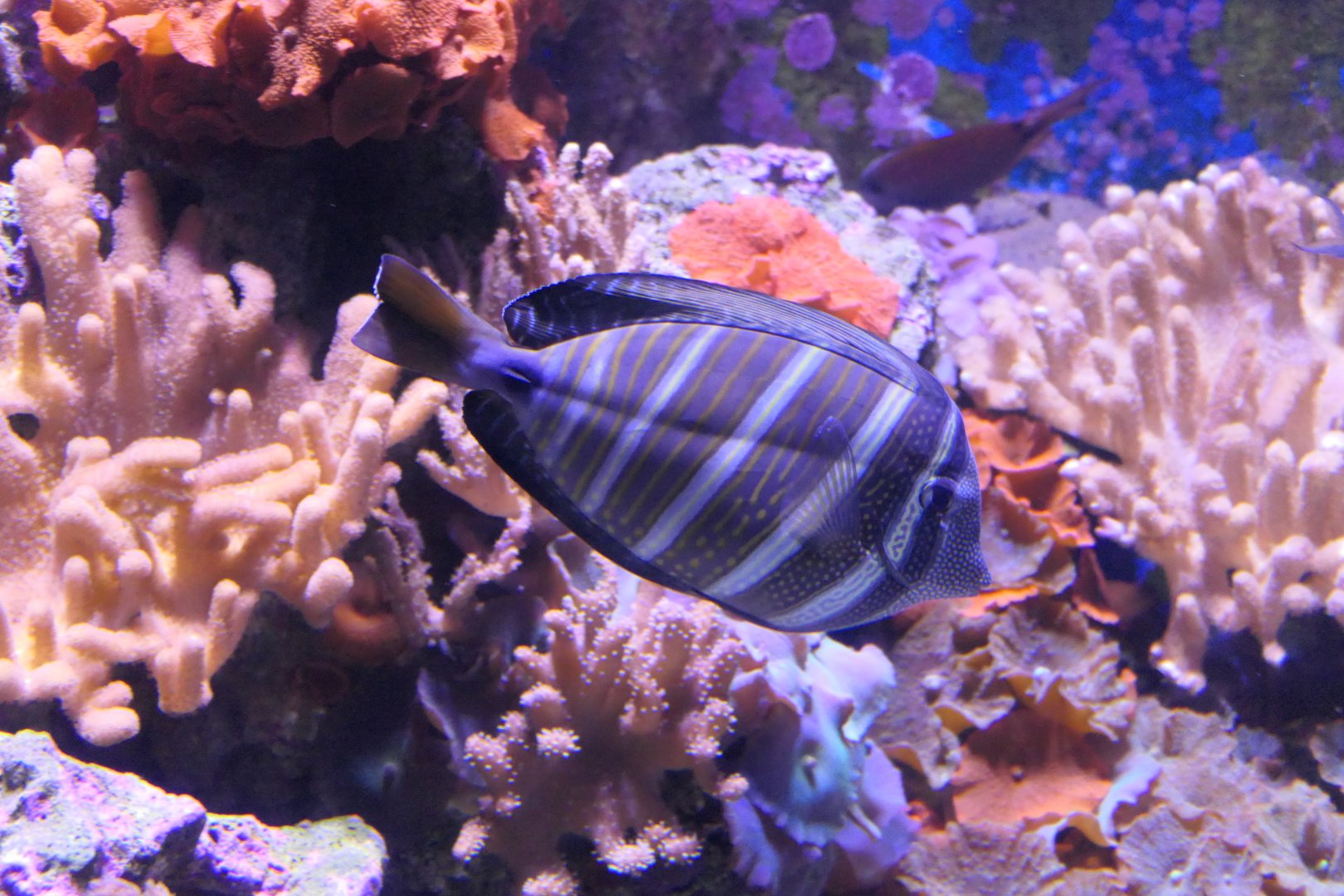 Pacific Sailfin Tang (Zebrasoma velifer)
