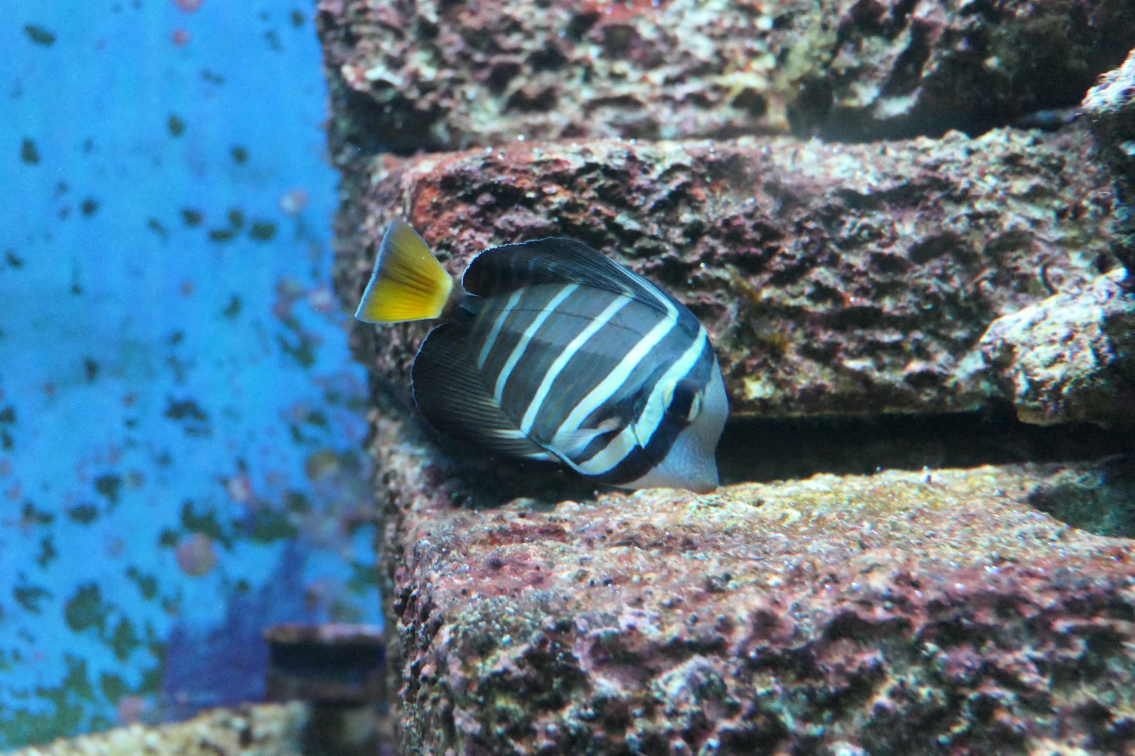 Pacific Sailfin Tang (Zebrasoma velifer)