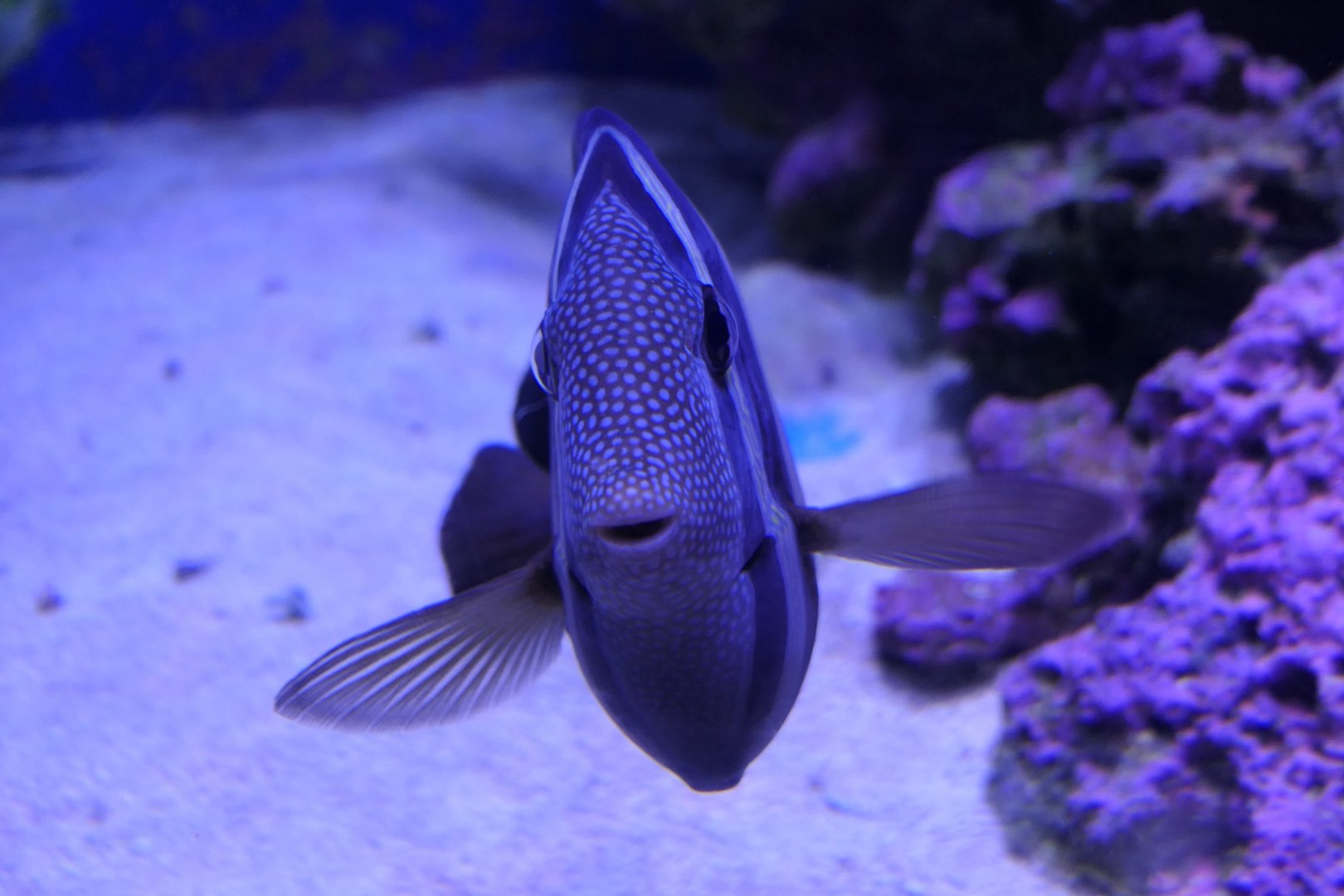 Pacific Sailfin Tang (Zebrasoma velifer)