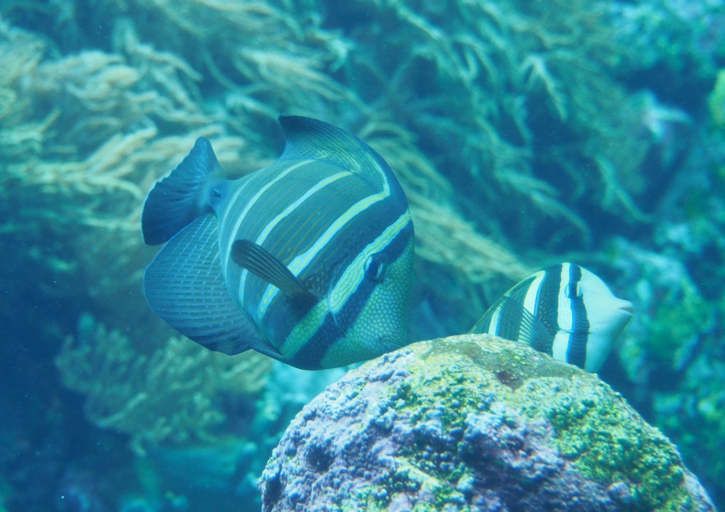 Pacific sailfin tang (Zebrasoma veliferum), 2019-04-20