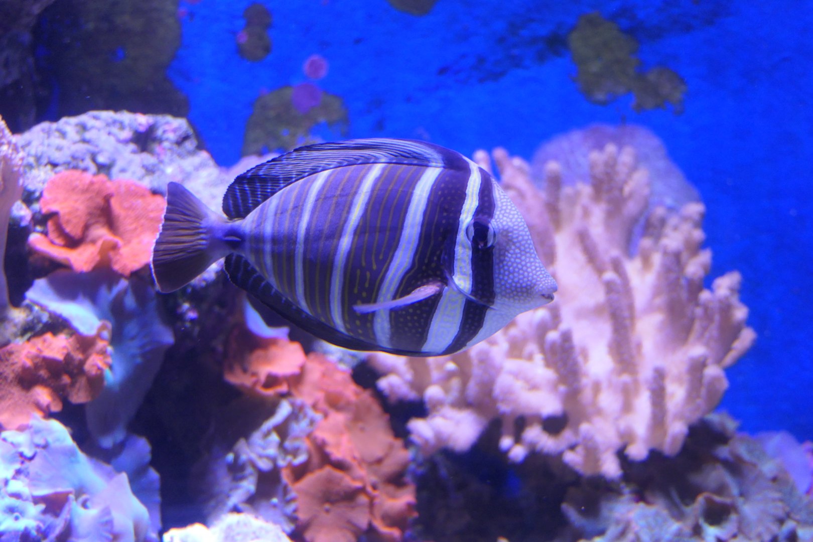 Pacific Sailfin Tang