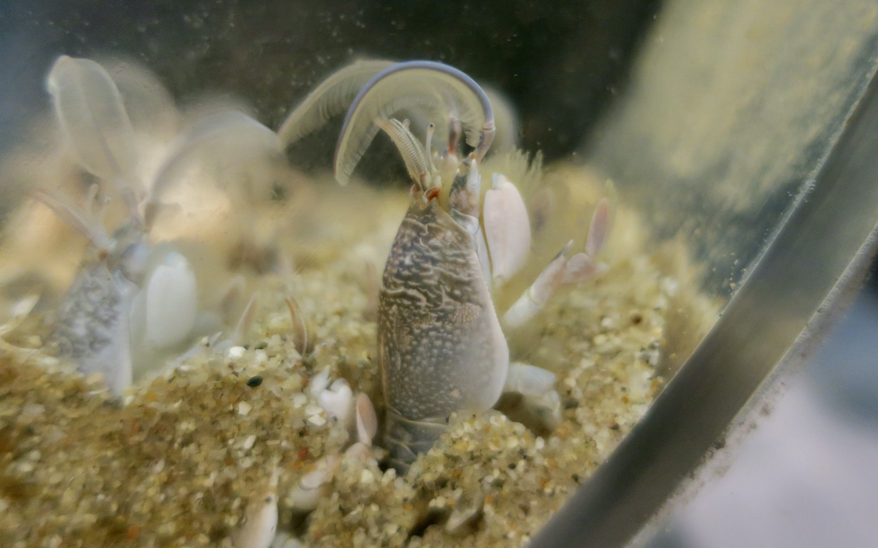 Pacific Sand Crab (Emerita analoga)