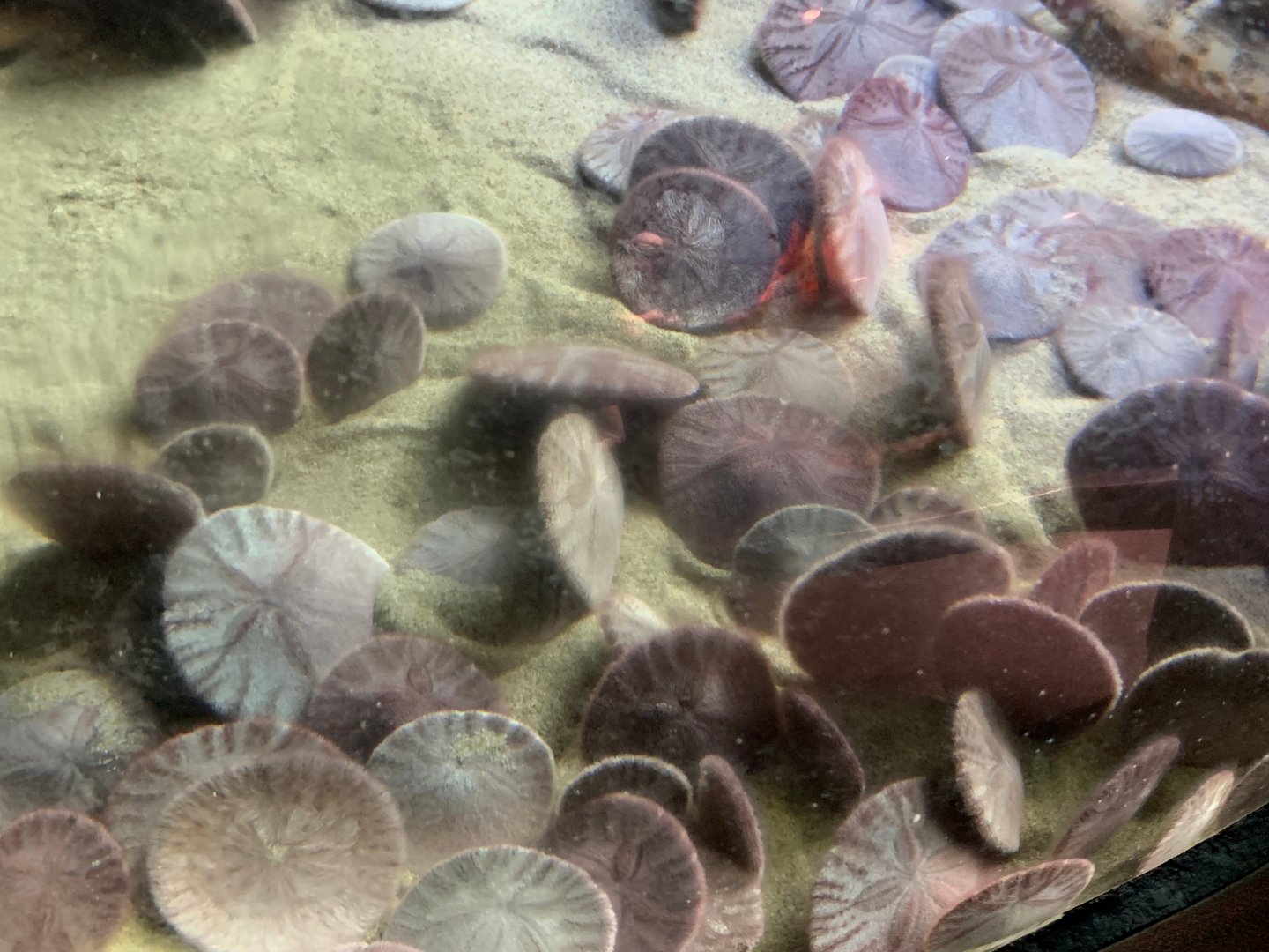 Pacific sand dollars