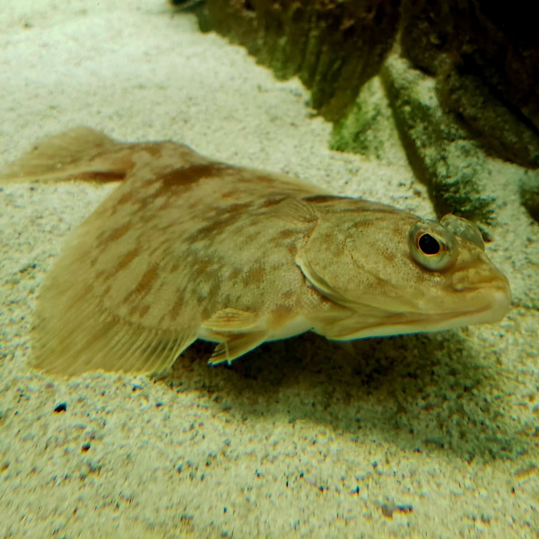 Pacific Sanddab (Citharichthys sordidus)