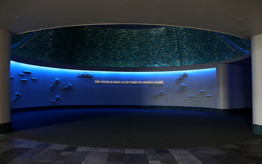 pacific sardine tank