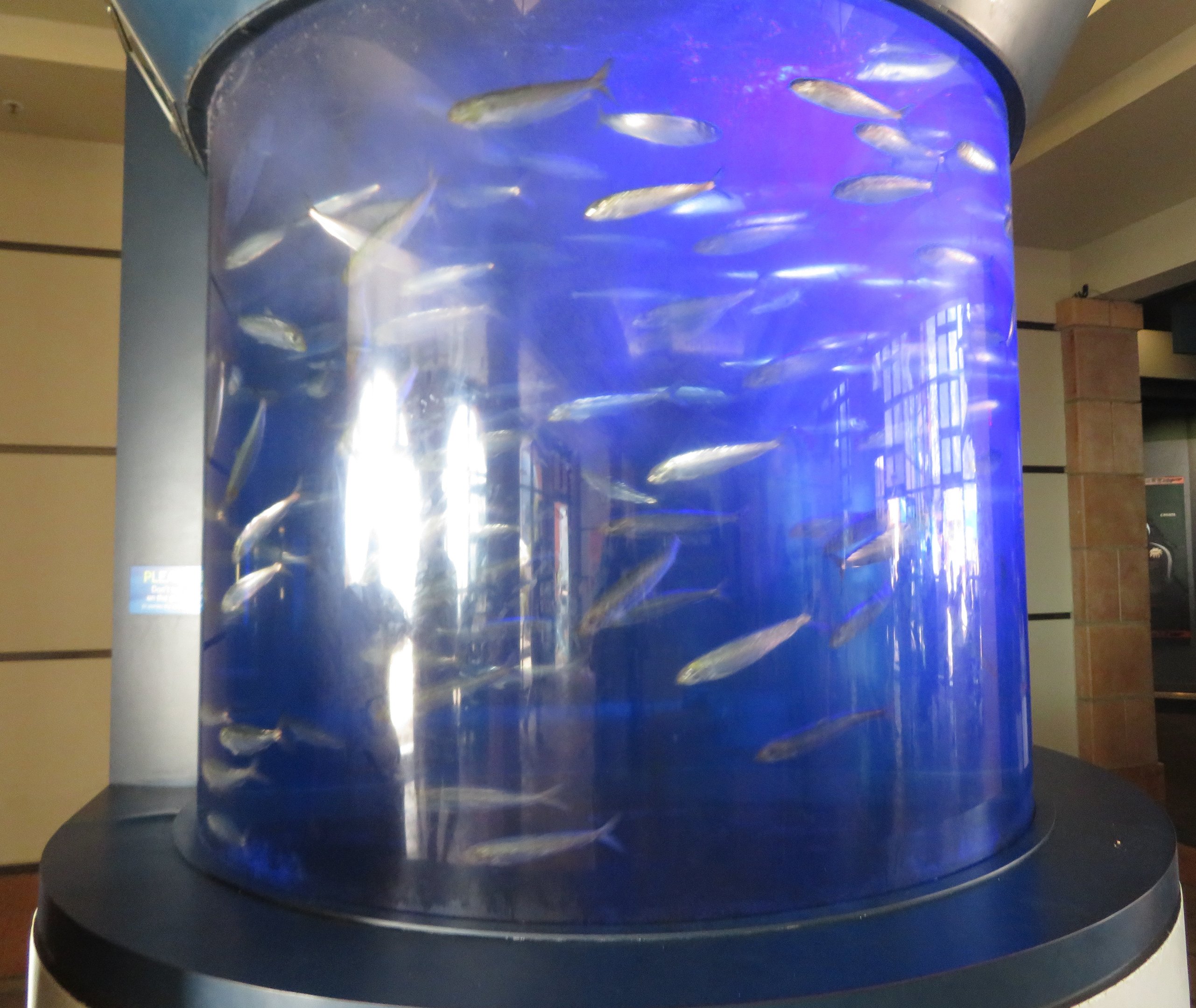 Pacific Sardine Tank
