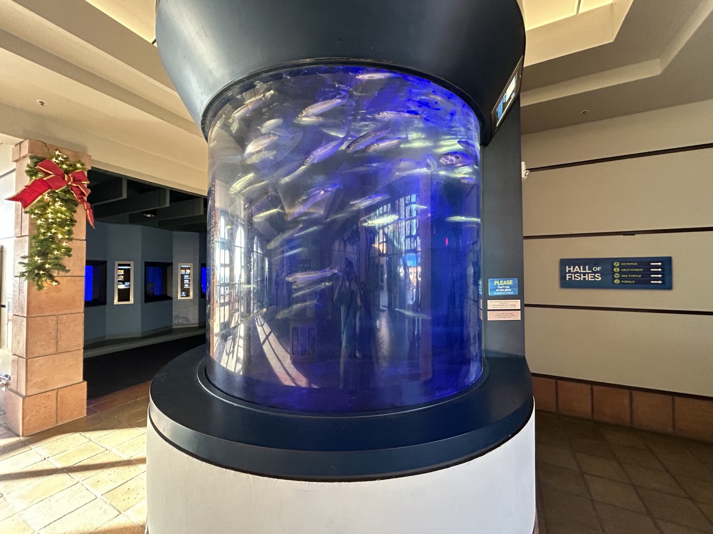 Pacific Sardine Tank