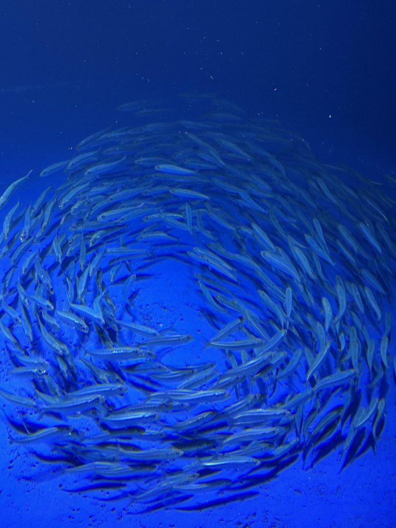 Pacific Sardines - Open Ocean