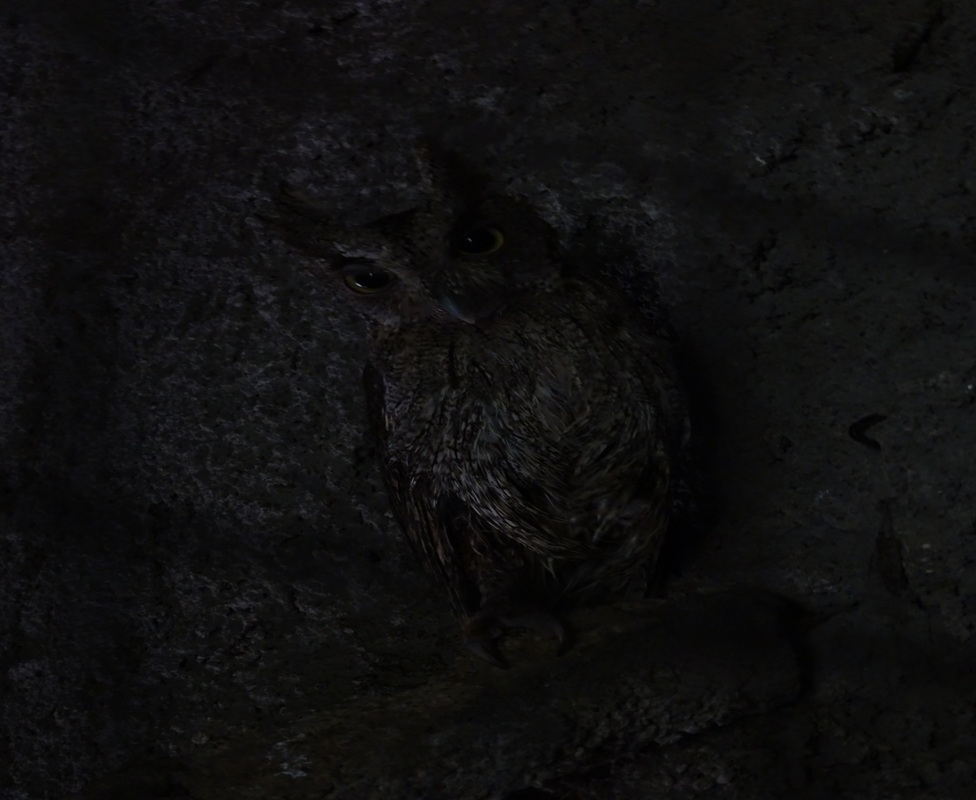 Pacific screech owl (Megascops cooperi)
